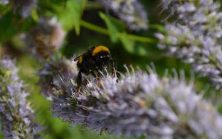 Even the wild bees and bumblebees like the taste of the Urban Farming green roof. © Ecovegetal Bumblebee on flowering herbs